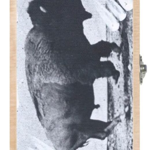 Buffalo Running 02